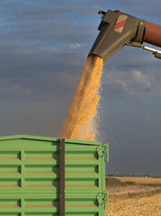 Pouring corn grain into tractor trailer - 783219105