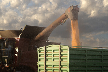 Pouring corn grain into tractor trailer - 783219507