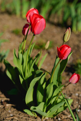 red tulips in garden