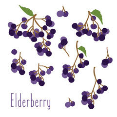 Collection of elderberry black. branch elderberry