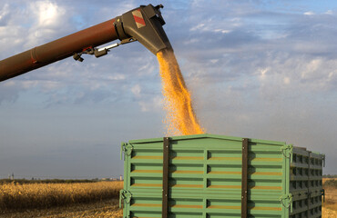 Pouring corn grain into tractor trailer - 783219799