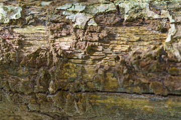 stone wall with moss