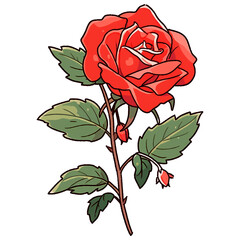 beautiful flower illust drawing red rose on PNG image with transparent background
