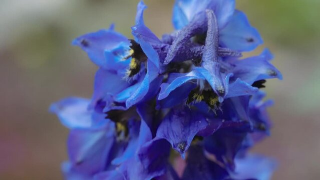 Macro shot of lilac delphinium flower blooming in the garden. Slow motion. 