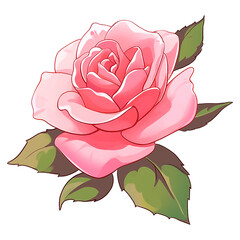 beautiful flower illust drawing pink rose on PNG image with transparent background