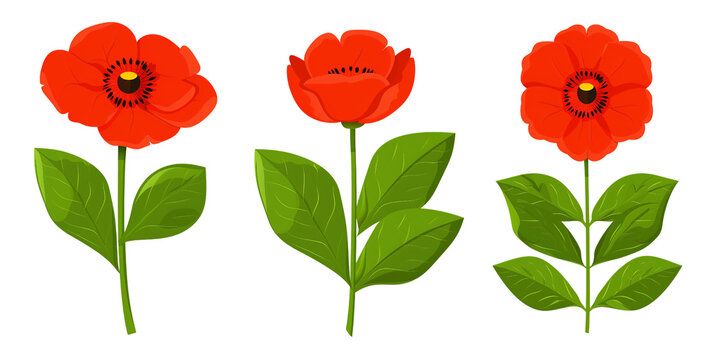 Set of red flowers isolated on transparent background