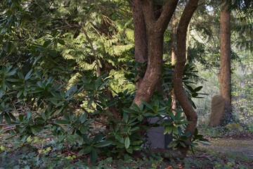 Frühlingswetter, Parkähnlicher Friedhof, Rhododendron