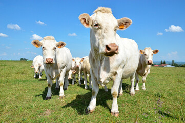 A herd of Charolais cow with a little calves, in a green pasture in the countryside.