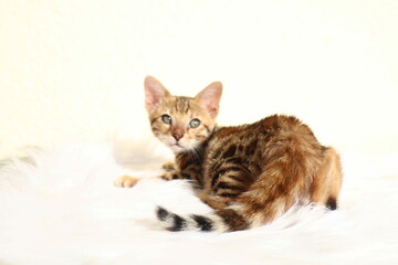 cat and mouse