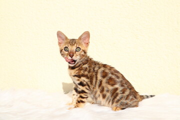 shorthair cat