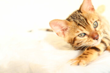 cat on a white background
