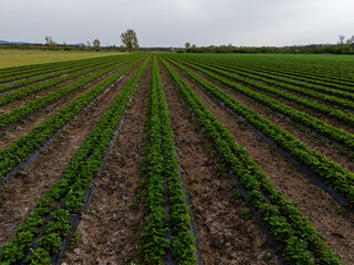 Fototapeta na wymiar Strawberry field in spring near Weiterstadt