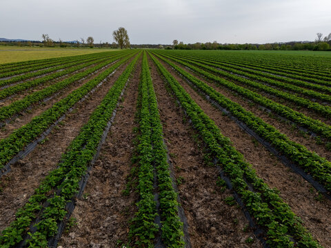 Strawberry field in spring near Weiterstadt