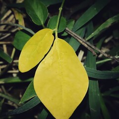 a yellow leaf