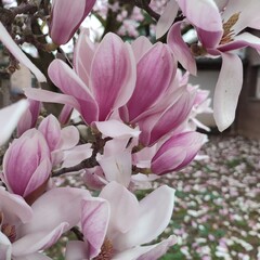 pink tree