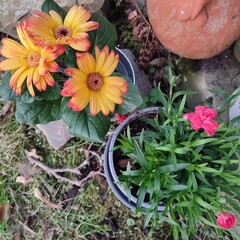 flowers in a garden
