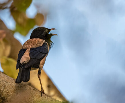 A Rosy Starling