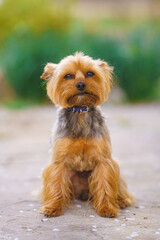 yorkshire terrier on the grass