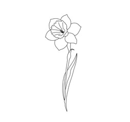 Vector isolated one single beautiful daffodil flower  colorless black and white contour line easy drawing