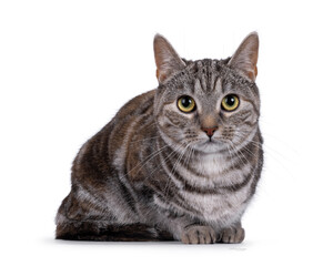 Expressive adult tortie European Shorthair cat, laying down facing front. Looking straight into lens. isolated on a white background.