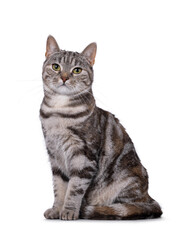 Expressive adult tortie European Shorthair cat, sitting up side ways. Looking straight into lens. isolated on a white background.