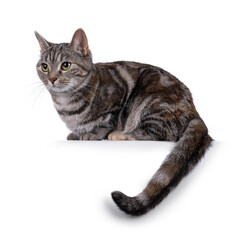 Expressive adult tortie European Shorthair cat, laying down side ways on edge with tail hanging down. Looking side ways away from lens. isolated on a white background.