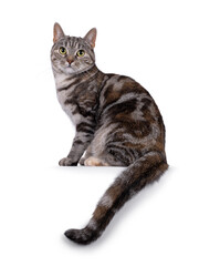 Expressive adult tortie European Shorthair cat, sitting up side ways on edge with tail hanging down. Looking straight into lens. isolated on a white background.