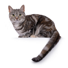 Expressive adult tortie European Shorthair cat, laying down side ways on edge with tail hanging down. Looking straight into lens. isolated on a white background.
