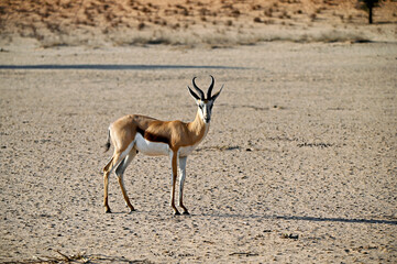 Strong male springbok antelope in the wild