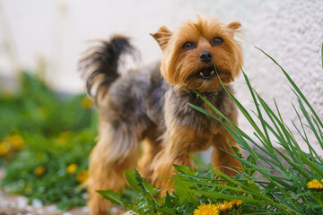 yorkshire terrier on green grass