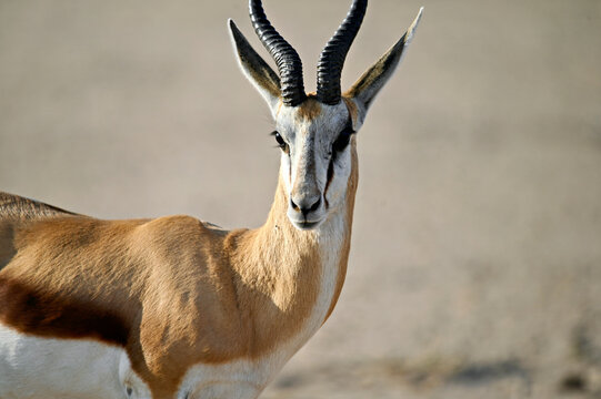 Portrait of a male springbok