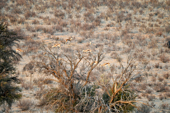 Herd of springbok antelopes graze on an overgrown slope of a sand dune. In a distance