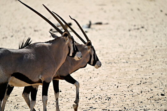 Two oryx antelopes in the desert