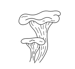 Vector isolated two chanterelle mushrooms colorless black and white contour line easy drawing