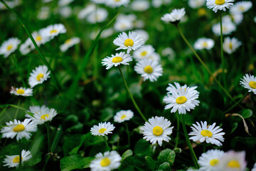 Wild Bellis perennis flowers, white blossoms with yellow center in the green grass backgrounds. Common daisies, Lawn daisy or English daisy blooming in the meadow. Asteraceae family.