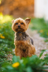 yorkshire terrier in the grass