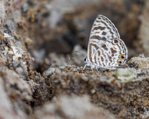 A Butterfly resting on a mud