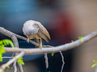 A jungle babbler