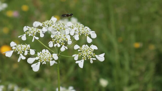 Dettaglio ravvicinato di un fiore selvatico bianco di Orlaya grandiflora con un piccolo insetto nero intento a impollinare su uno sfondo verde sfocato di un prato estivo
