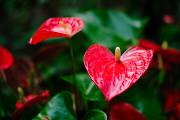 Anthurium, also known as flamingo flower, flamingo lily, boy flower, oilcloth flower, or locales, is an exotic indoor plant with a red flower and large, glossy leaves. Close up view.