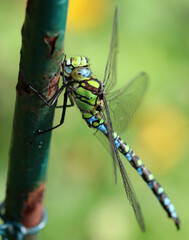 Blaugrüne Mosaikjungfer - Southern Hawker