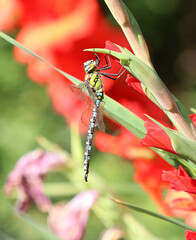 Blaugrüne Mosaikjungfer - Southern Hawker
