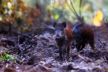 wild boar in the forest