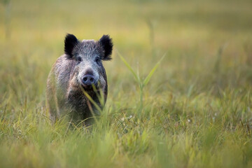 wild boar in the wild