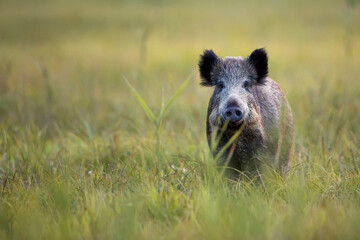 wild boar in the field