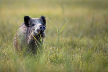 wild boar in the grass