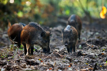 wild boars in the forest