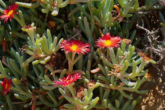Coppery mesemb, or red ice plant, or Malephora crocea red flowers in a park in Athens, Greece