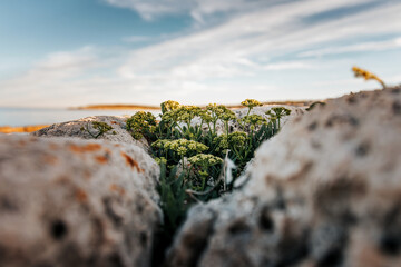 Sea Fennel on rocks