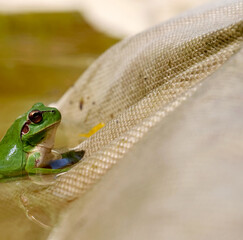 A green tree frog on the shore of an artificial rainwater collection basin